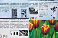 /album/edelsbach-tulpenwanderweg-16-februar-2024/geschichte-tulpen-jpg/